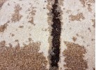 Covor MAGNOLIA 165 beige