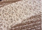Covor MAGNOLIA 191 beige