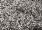 Covor SHAGGY s057 d.grey