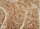 Traversă 3D SHAGGY GRANDE 323 camel