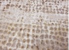 Covor ALLEGRA 8024 beige