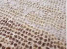 Covor ALLEGRA 8024 beige