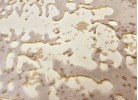Covor ALLEGRA 8978 cream