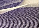 Covor mocheta 88 violet