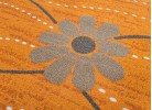 Covor tip mochetă ERIKA 8042 orange