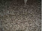 Covor MAGNOLIA 802 beige