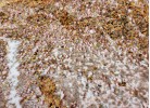 Covor SUPERSOFT 687 beige/white