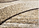 Traversă Magnolia 388 beige