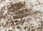 Covor MAGNOLIA 563 cream/brown oval