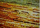 Covor Multi 6786