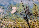Covor MAGNOLIA 861 blue